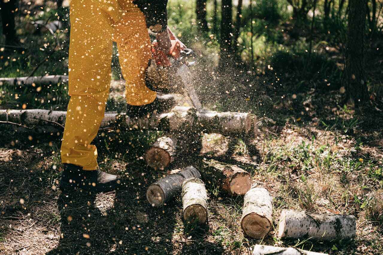 Emergency Storm Tree Removal in Copperopolis, CA